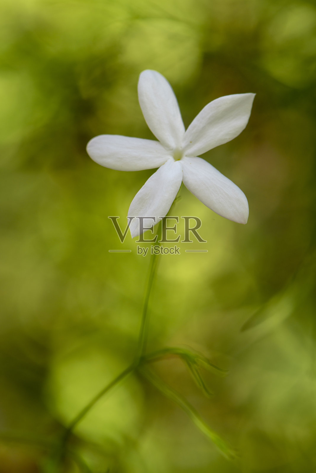 头状花序照片摄影图片