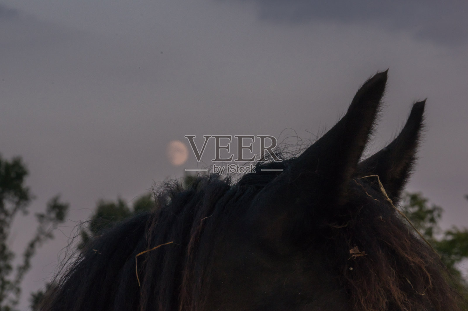 马在《暮光之城》照片摄影图片