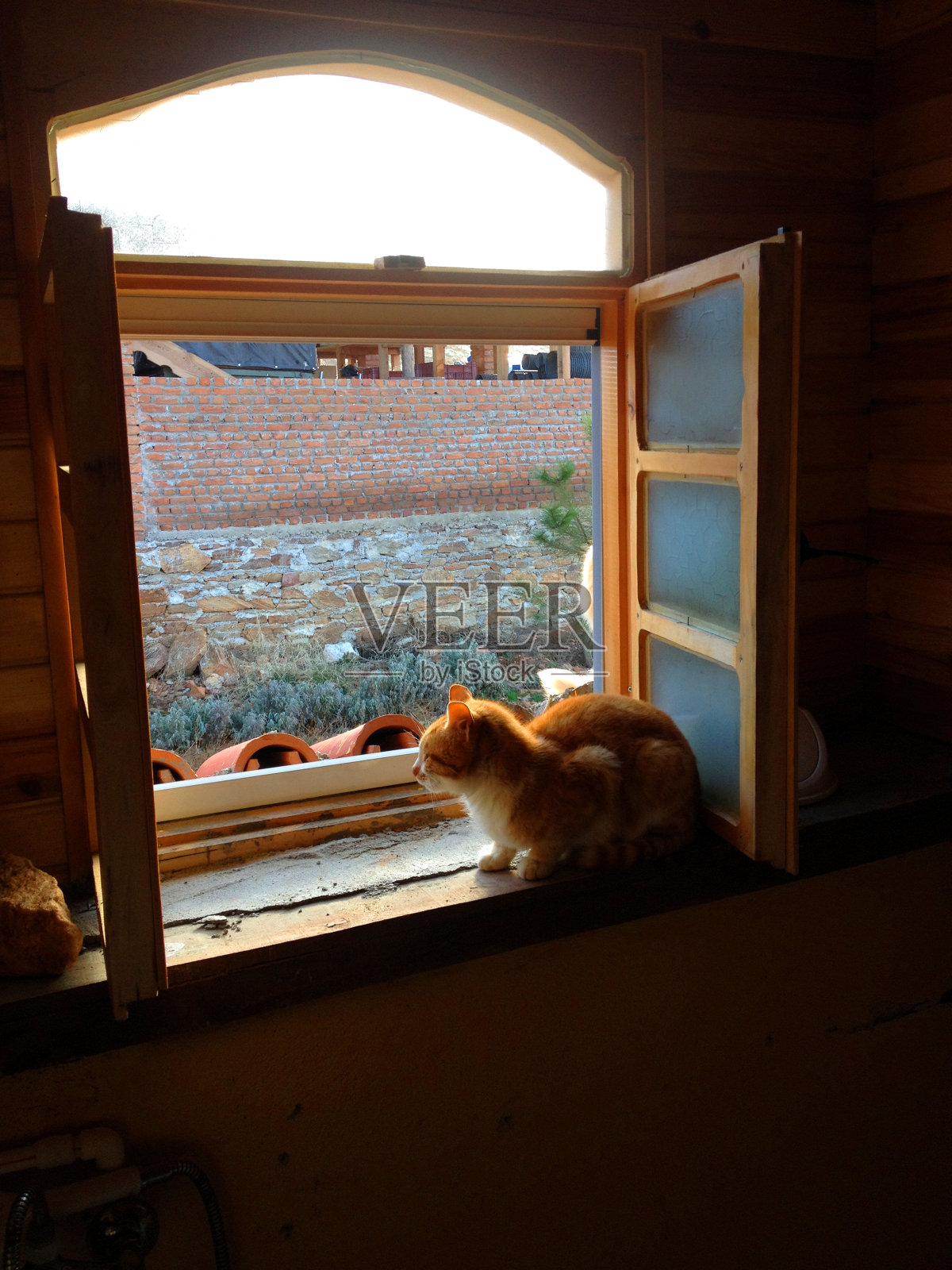 一只姜黄色的猫坐在窗户上照片摄影图片