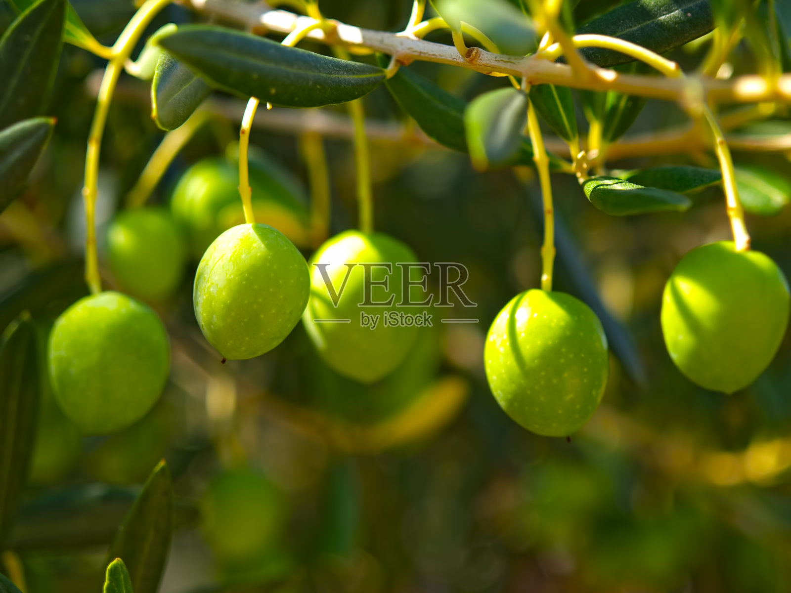 橄榄枝照片摄影图片