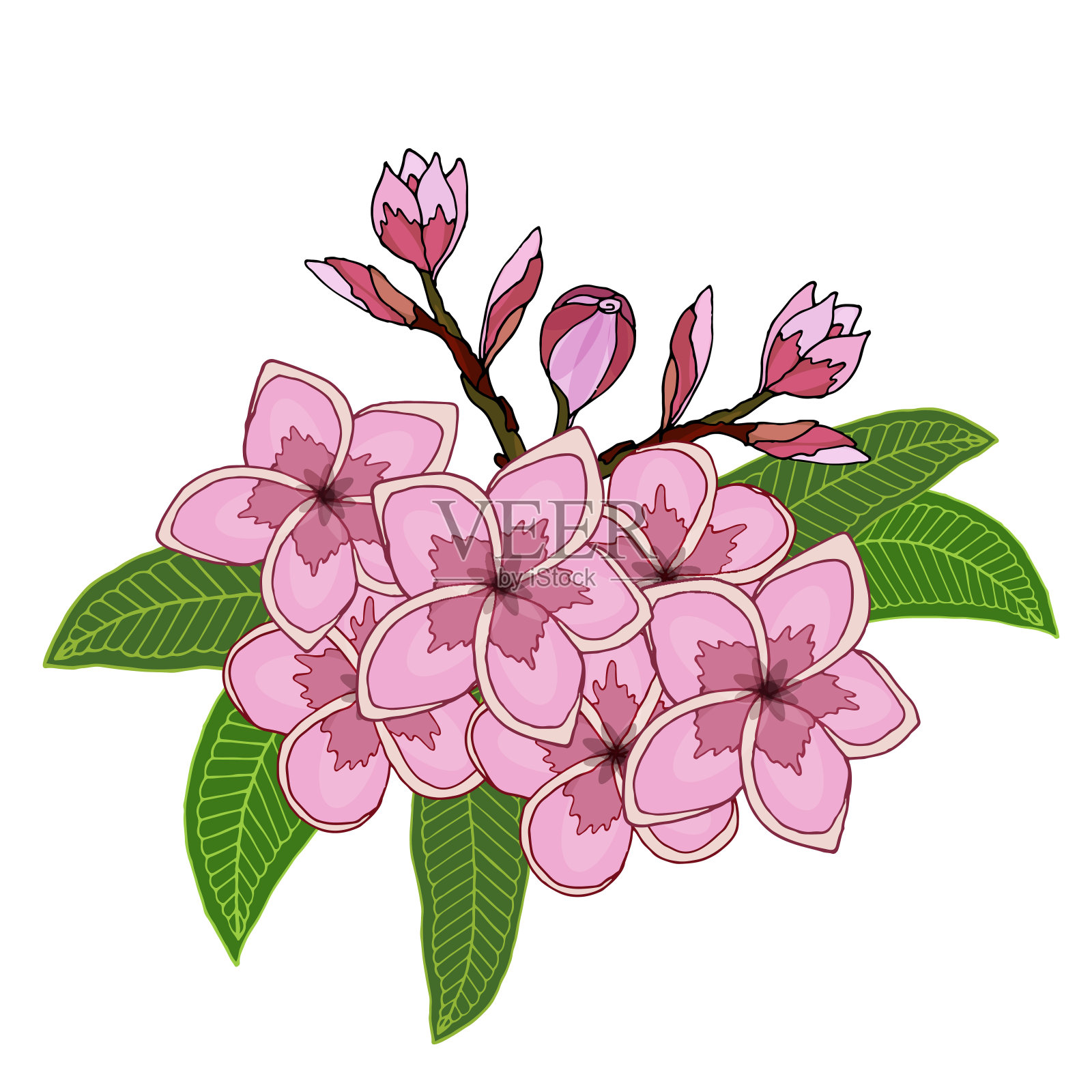 夏季热带叶和花载体。插画图片素材