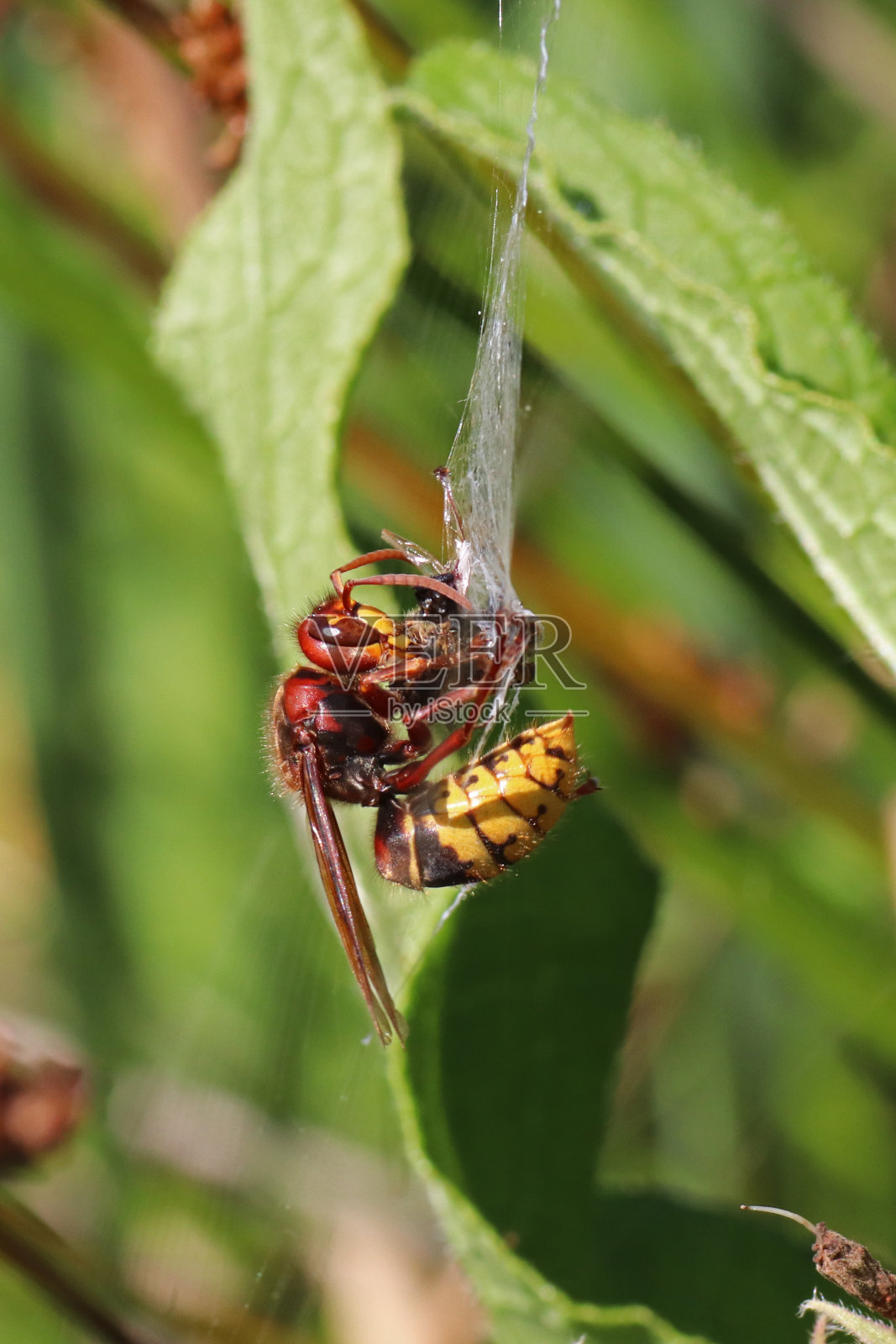 大黄蜂正在吞食被蜘蛛网缠住的猎物。照片摄影图片