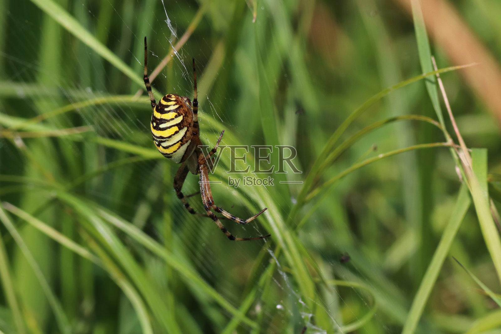 帆布上的大黄蜂(布鲁尼奇大黄蜂)。照片摄影图片