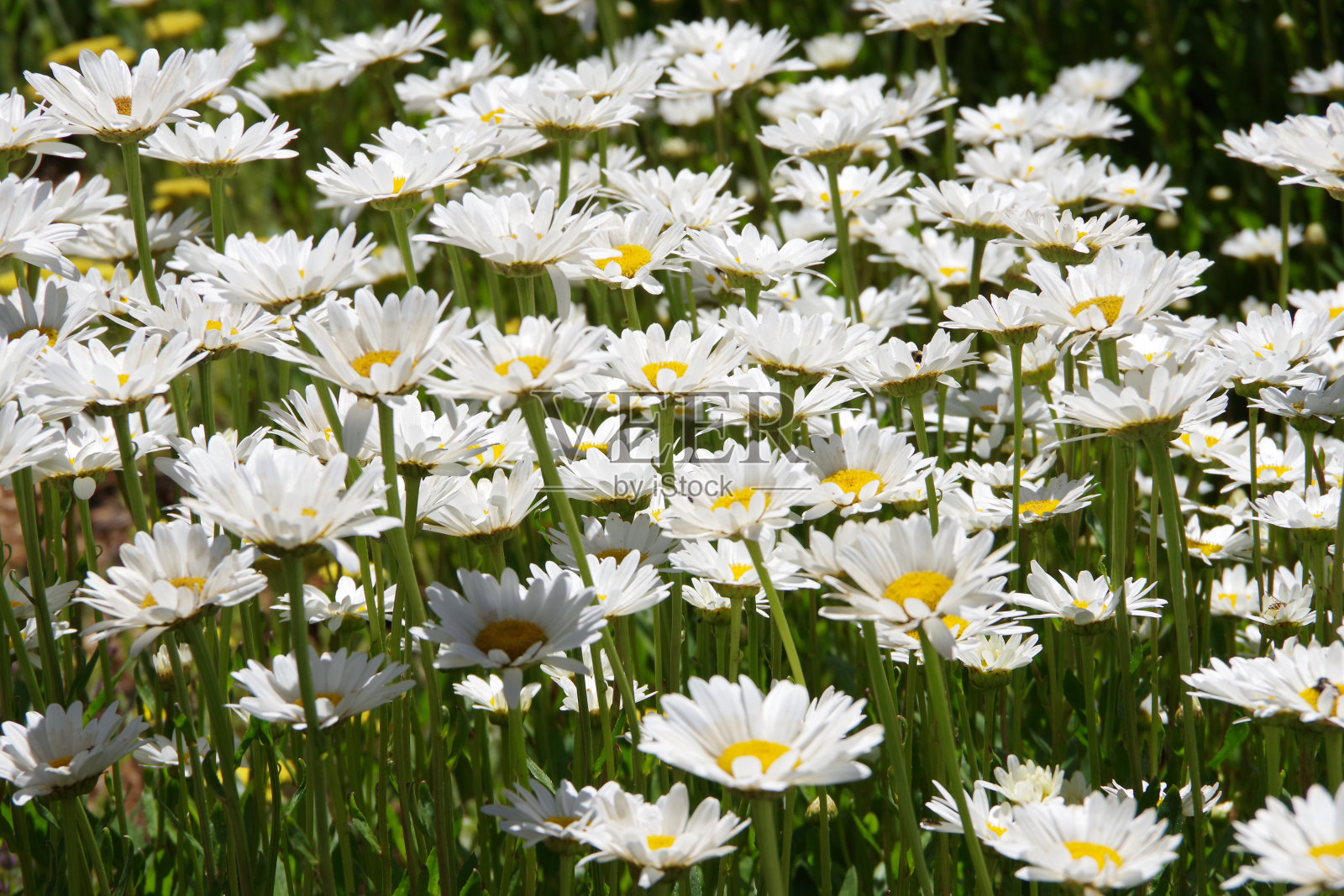 沙士达山雏菊照片摄影图片