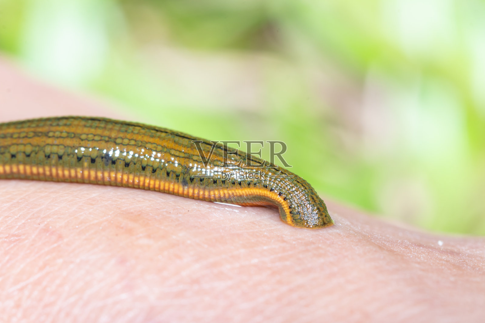 水蛭在皮肤上吸血，水蛭从古代就被用于医学照片摄影图片