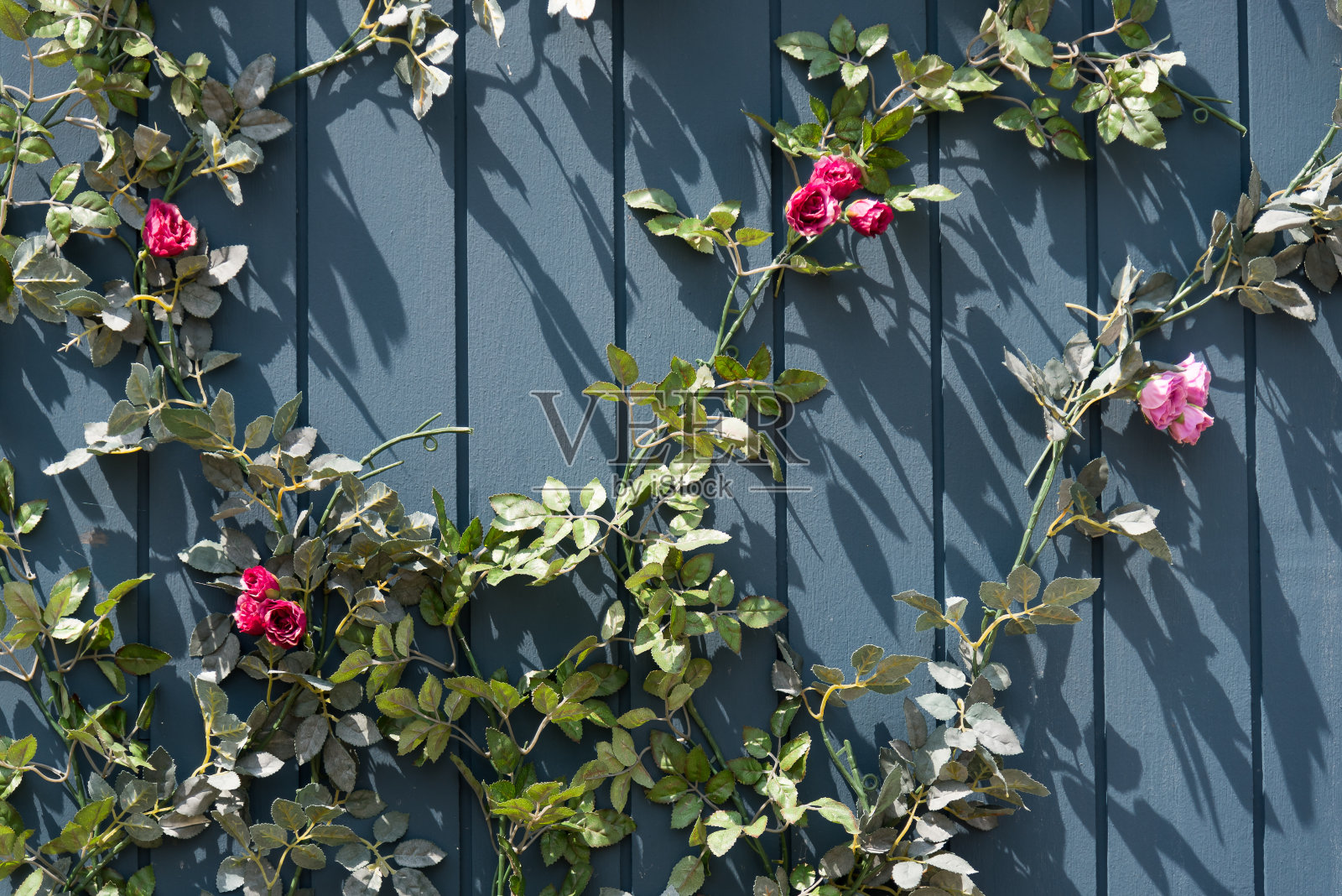 一个美丽的常春藤。照片摄影图片