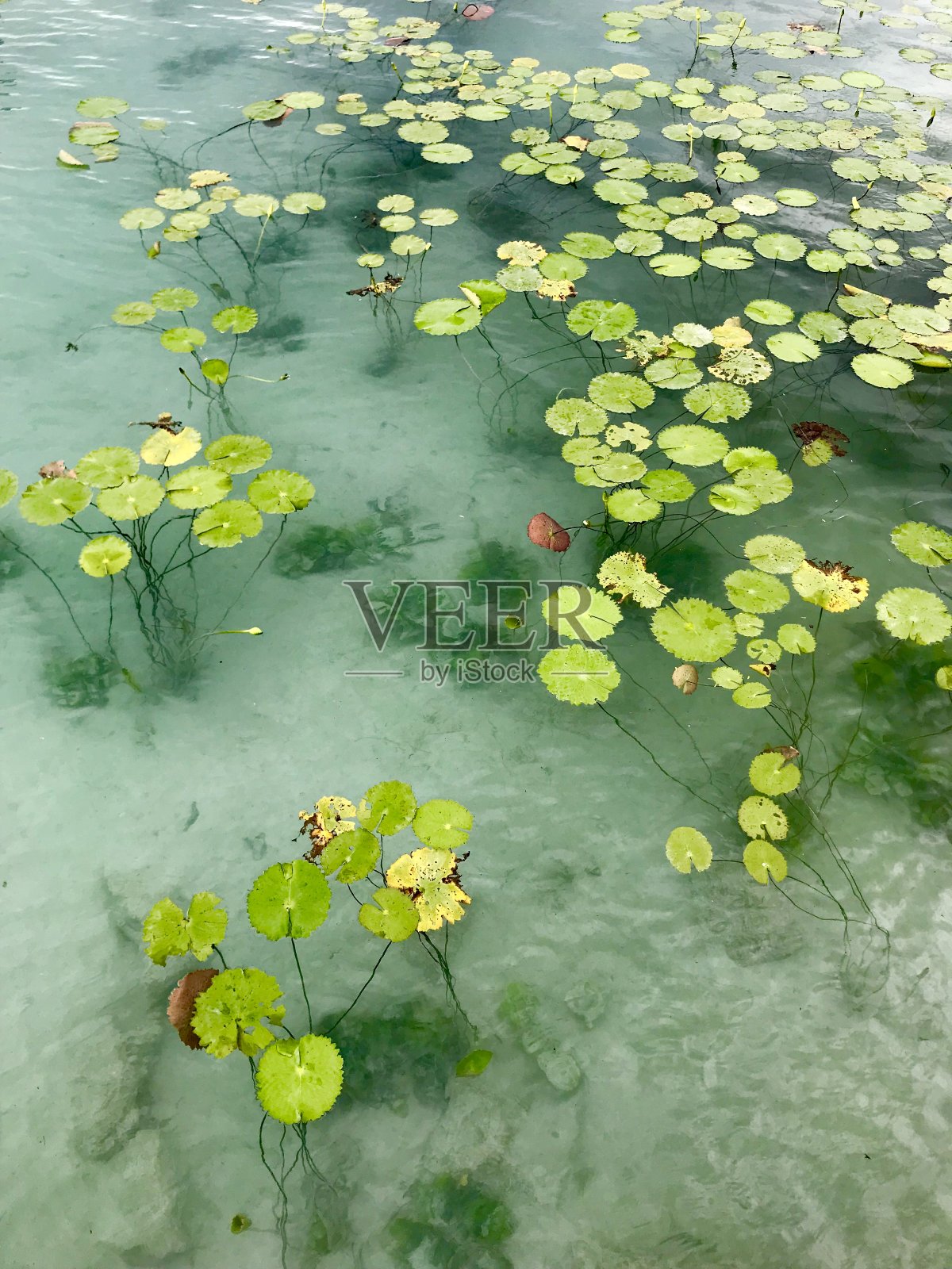 纳努法斯漂浮在巴卡拉泻湖上照片摄影图片