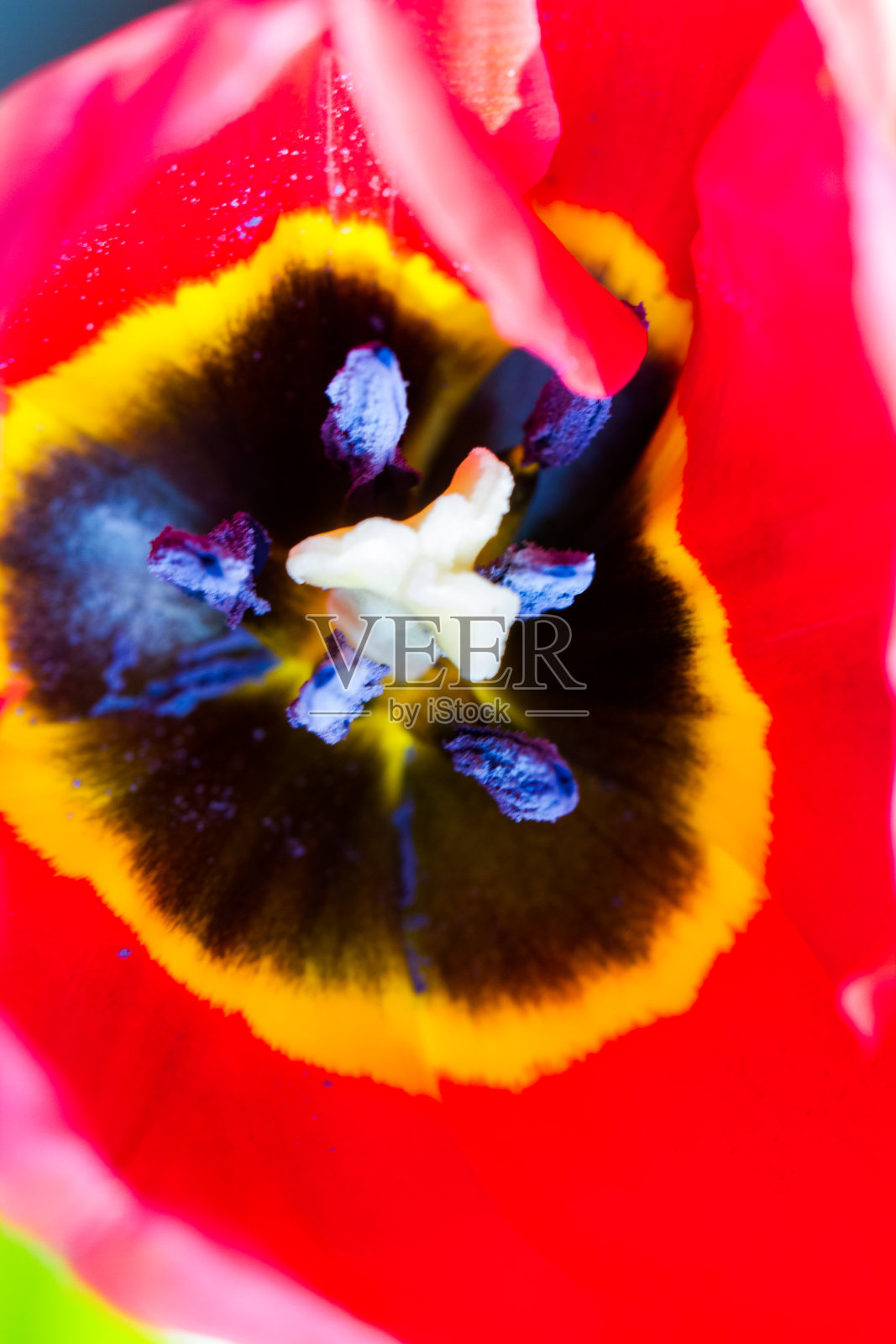 美丽的红色和黄色郁金香在工作室照片摄影图片