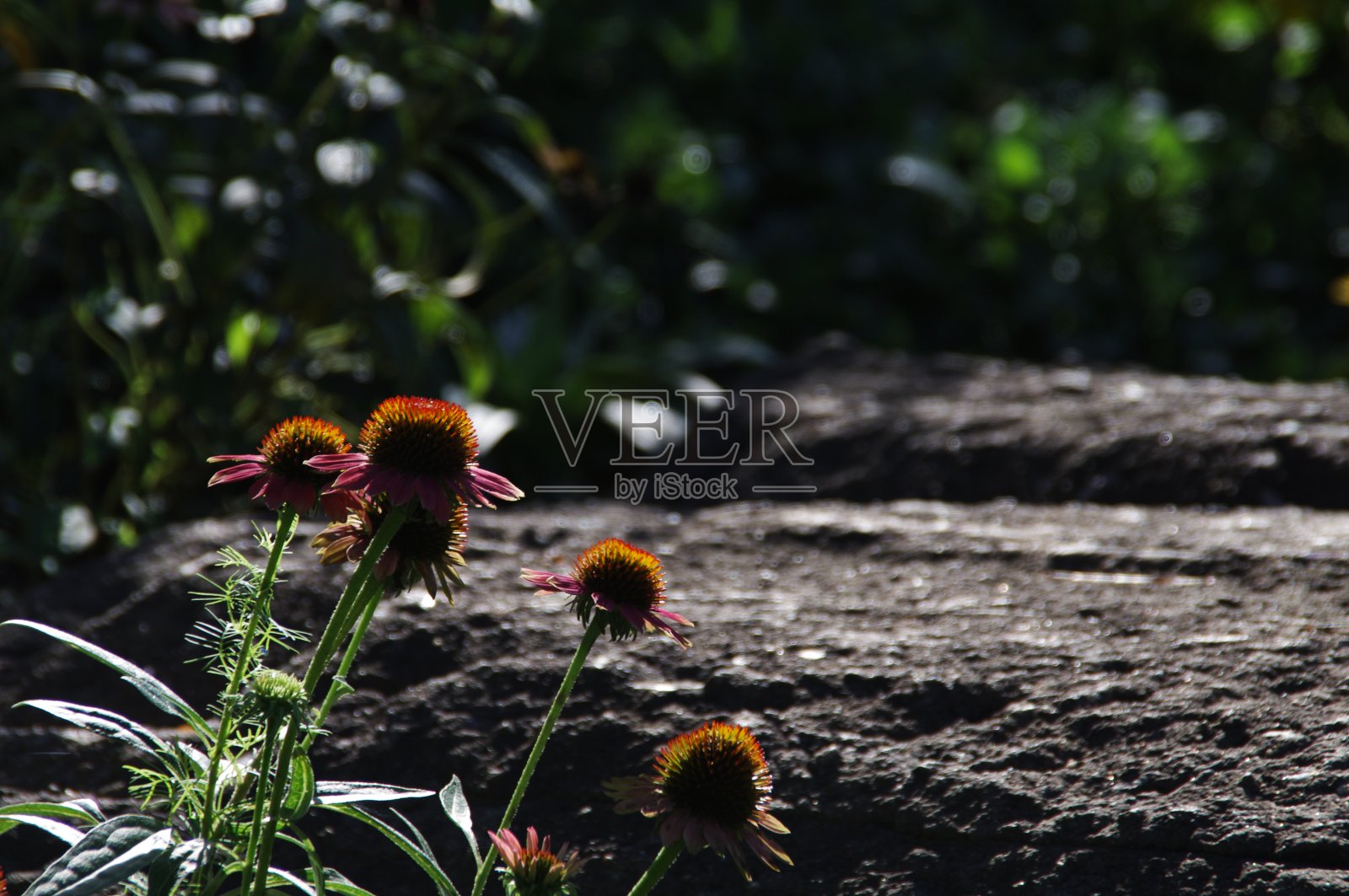 花总是美丽的。照片摄影图片