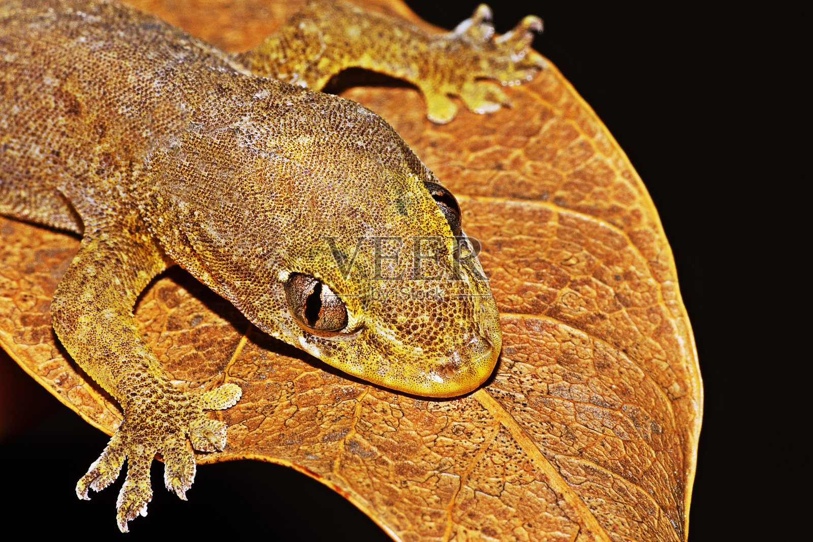 褐色叶子上的蜥蜴。照片摄影图片