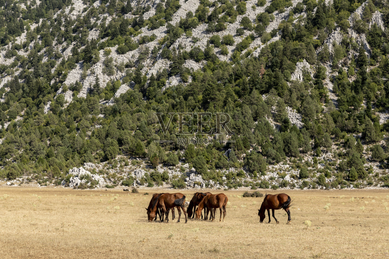 被遗弃的马在大自然中自由漫步照片摄影图片