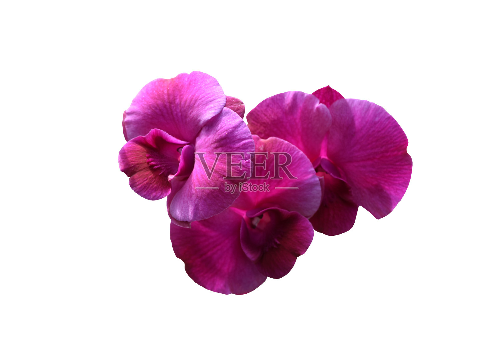 紫色的兰花花在白色的背景照片摄影图片