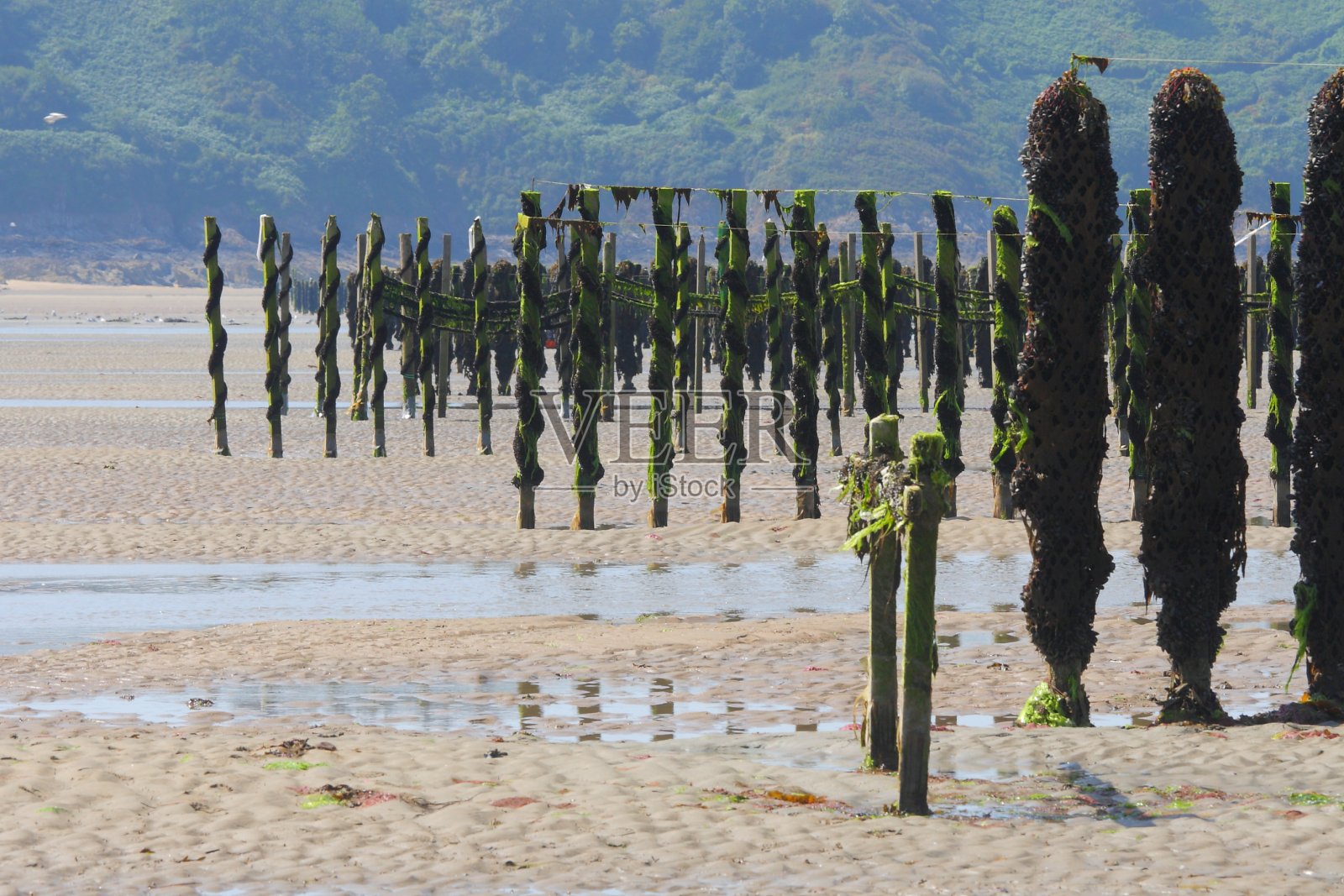 布列塔尼的法国贻贝养殖场照片摄影图片