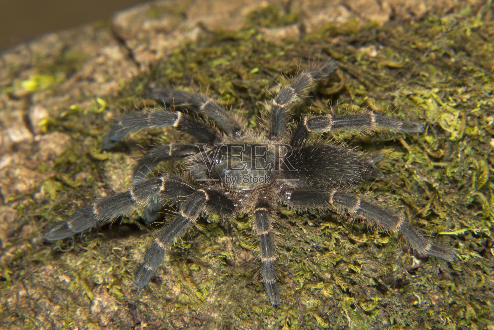 兽孔科，喀拉拉邦寂静谷国家公园。狼蛛照片摄影图片