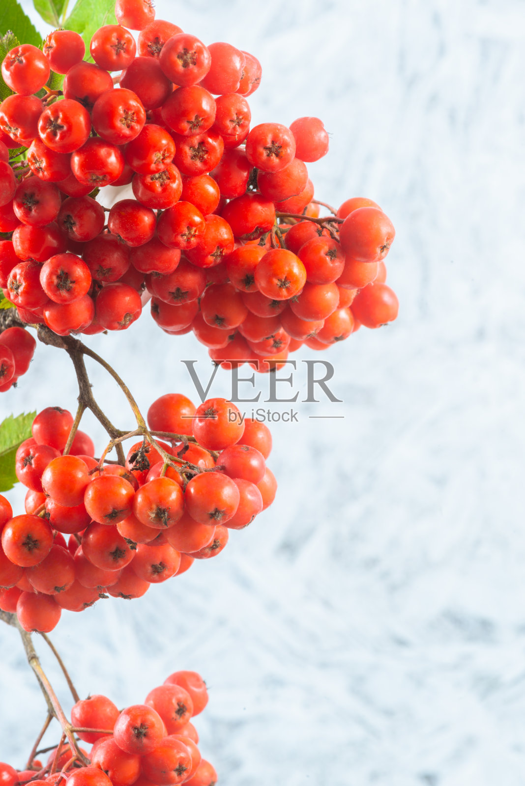 山楂分支照片摄影图片