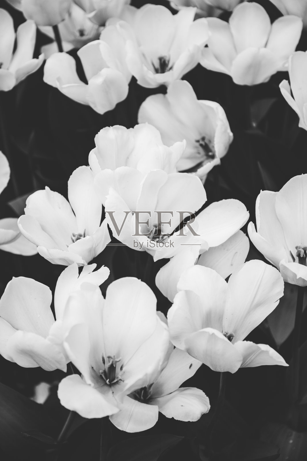 夏日草地上美丽的白花。自然黑白摄影。照片摄影图片