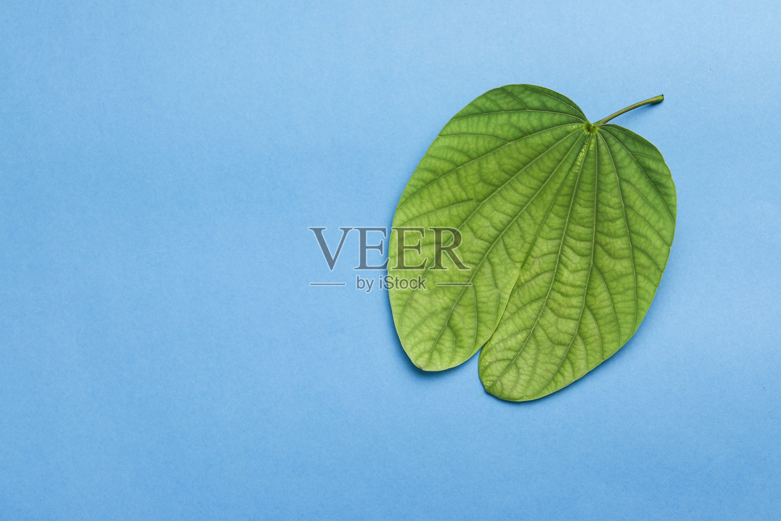 杜塞赫拉贺卡使用apta /总紫荆照片摄影图片