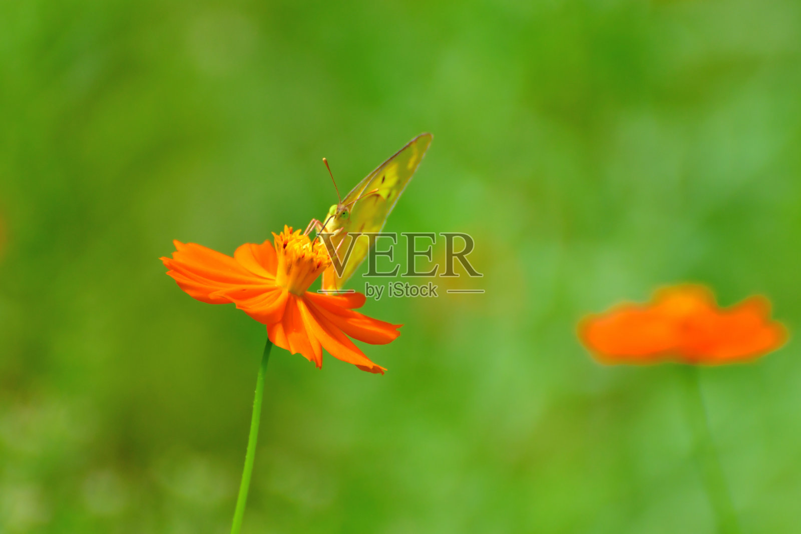 橙/黄色大波斯菊和蝴蝶照片摄影图片