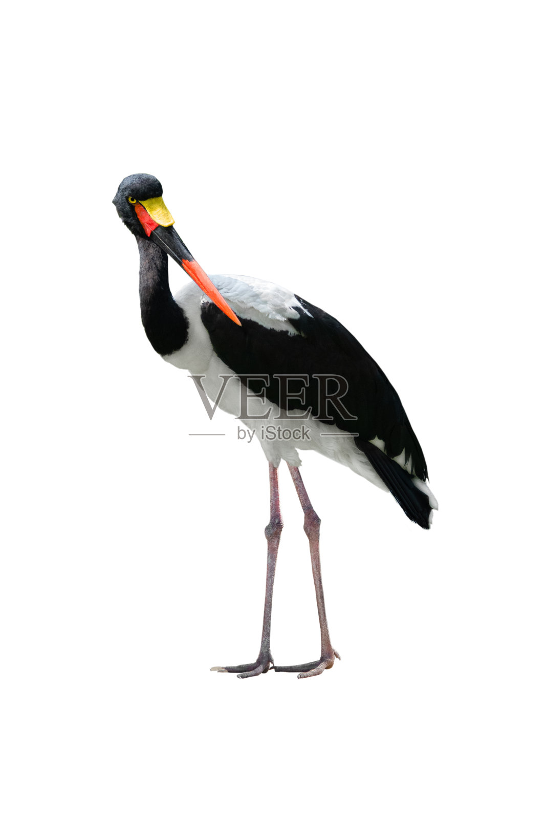 白鹤鹤鞍孤立于白色照片摄影图片