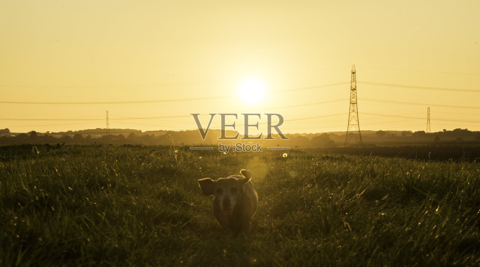 迷你腊肠犬运动照片摄影图片