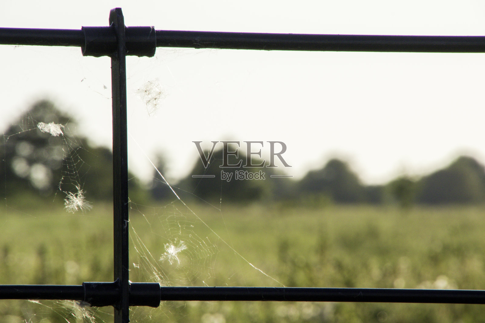 蜘蛛的网照片摄影图片