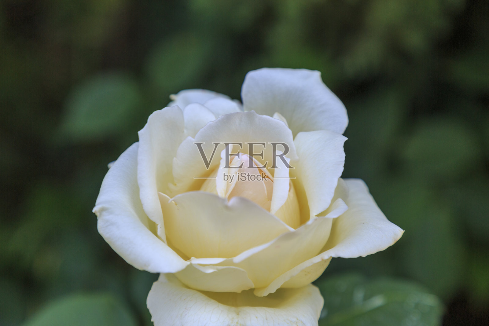 单瓣白色玫瑰色花，绿色底照片摄影图片