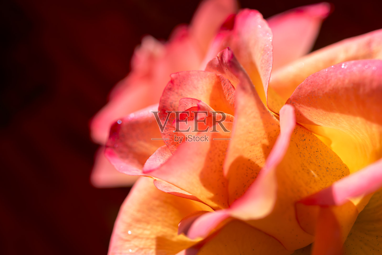 美丽的粉红色和黄色玫瑰在多彩的背景。照片摄影图片