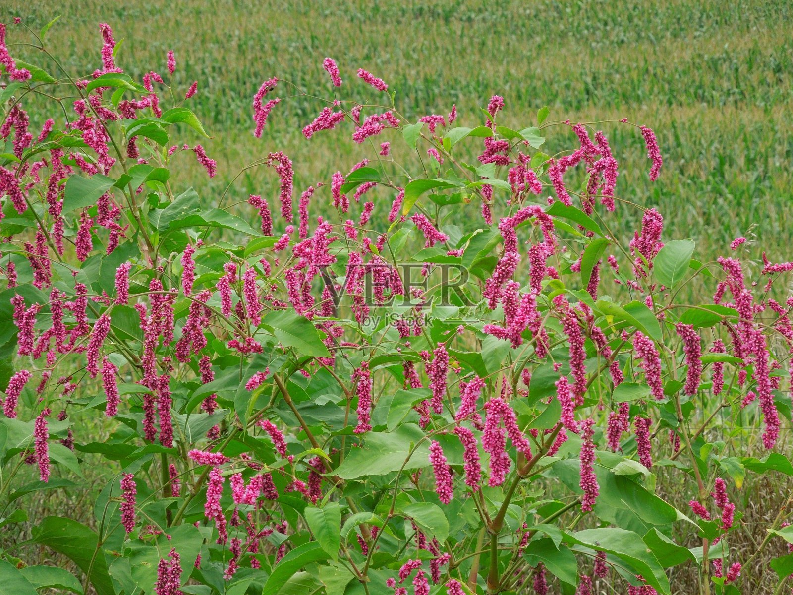 全背景的波斯卡利亚东方照片摄影图片