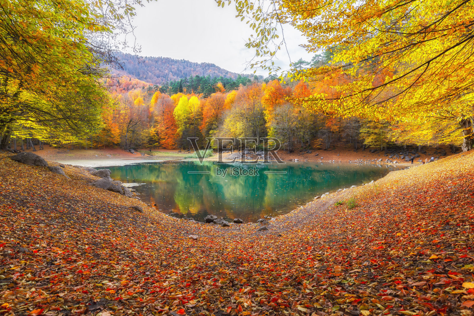 秋天的时间。五颜六色的树叶，黄色，红色，橙色，绿色。伟大的图片。秋天的时间。五颜六色的树叶，黄色，红色，橙色，绿色。伟大的图片。Yedigoller国家公园。Bolu,土耳其。照片摄影图片