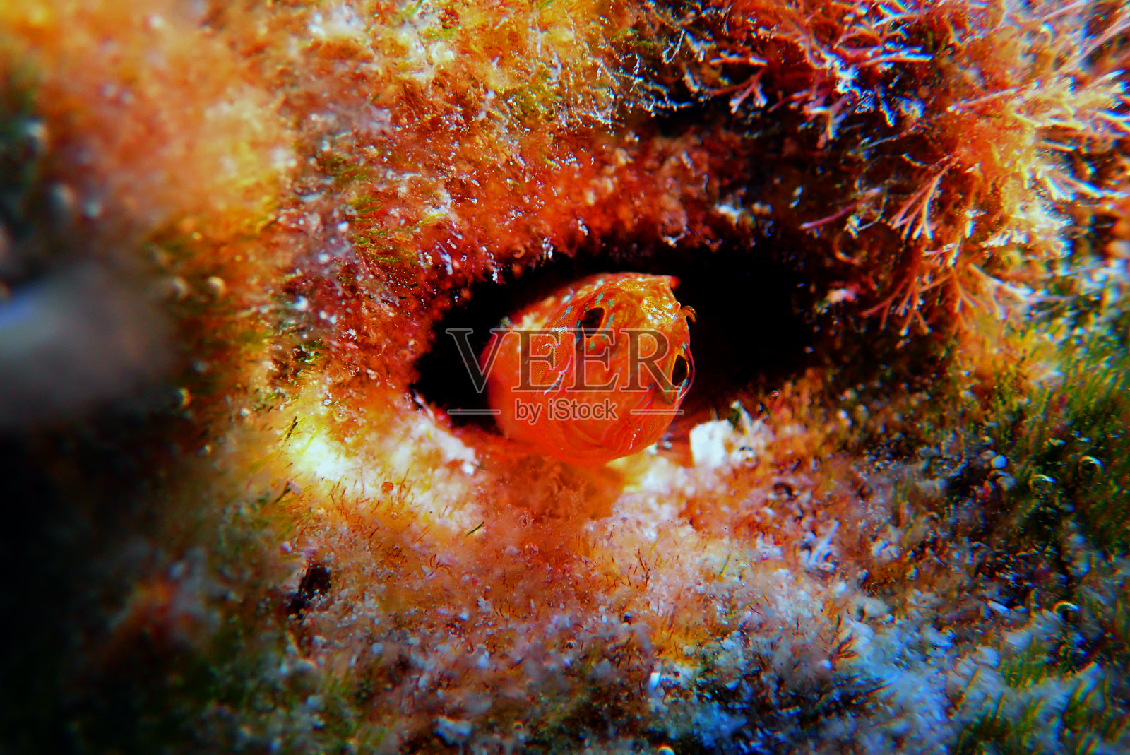 兹沃尼米尔的布莱尼地中海鱼 - （帕巴布吕纽斯兹沃尼米里）照片摄影图片