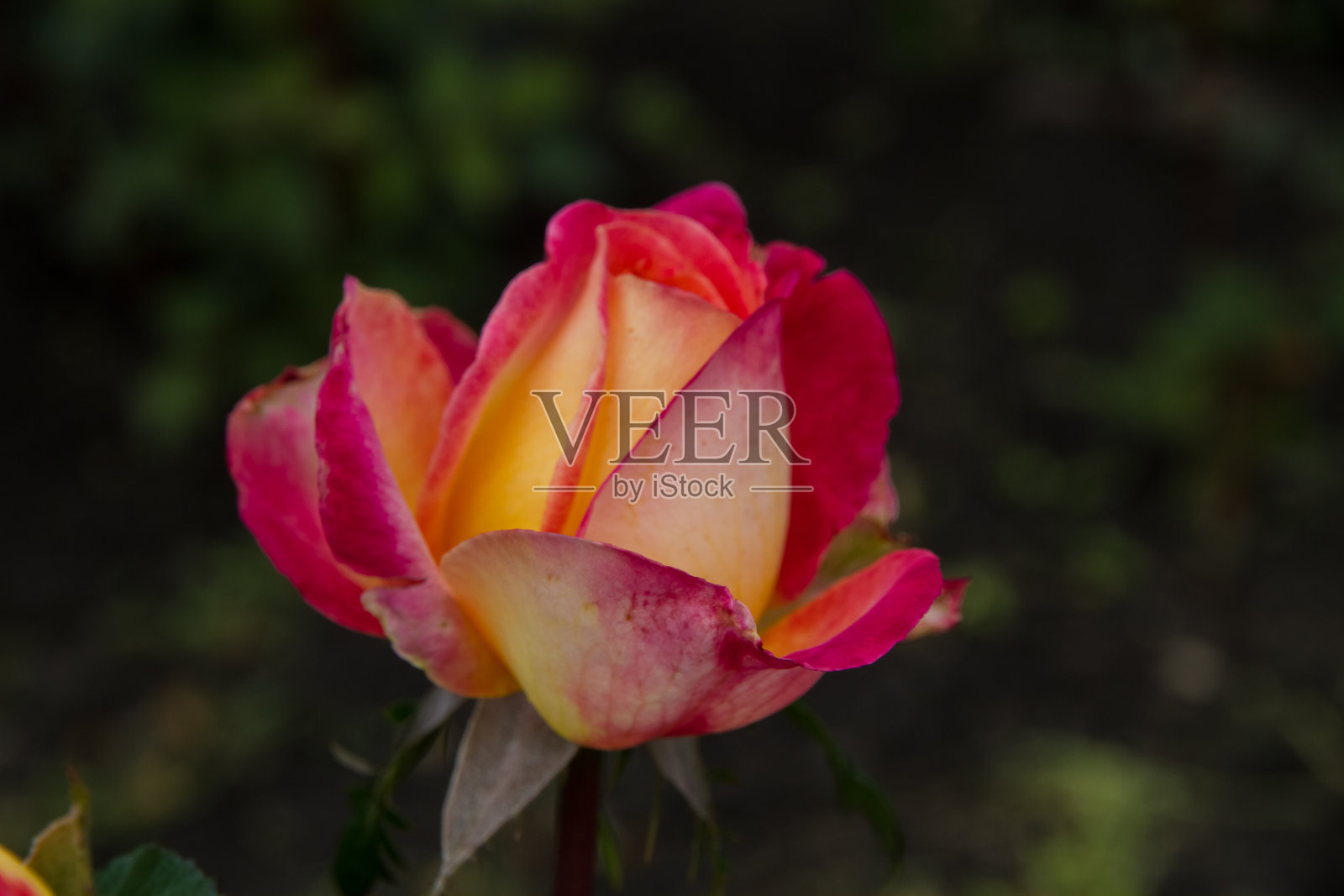 花蕾开放，中间为黄色玫瑰花，粉红镶边照片摄影图片