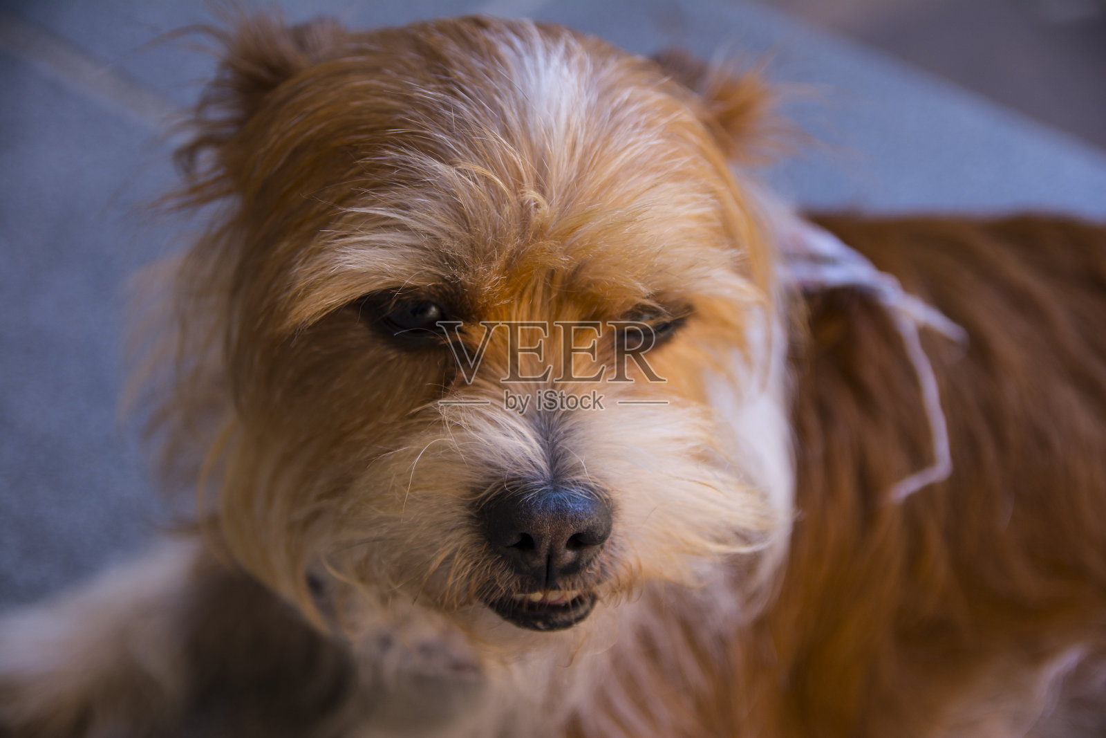 杂种狗看向右边照片摄影图片