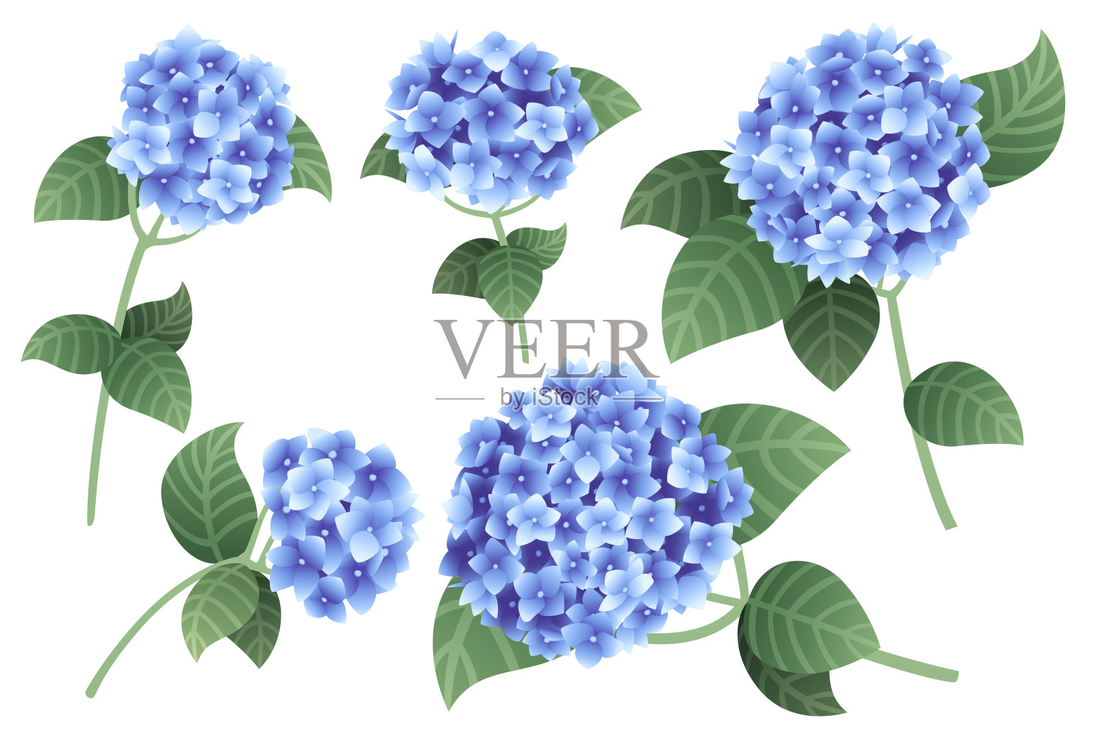 一套蓝色绣球花与绿色茎和叶平面矢量插图孤立在白色的背景设计元素图片