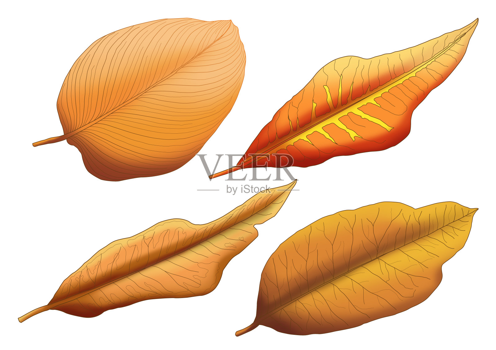 干叶棕色油漆，白色背景插画图片素材