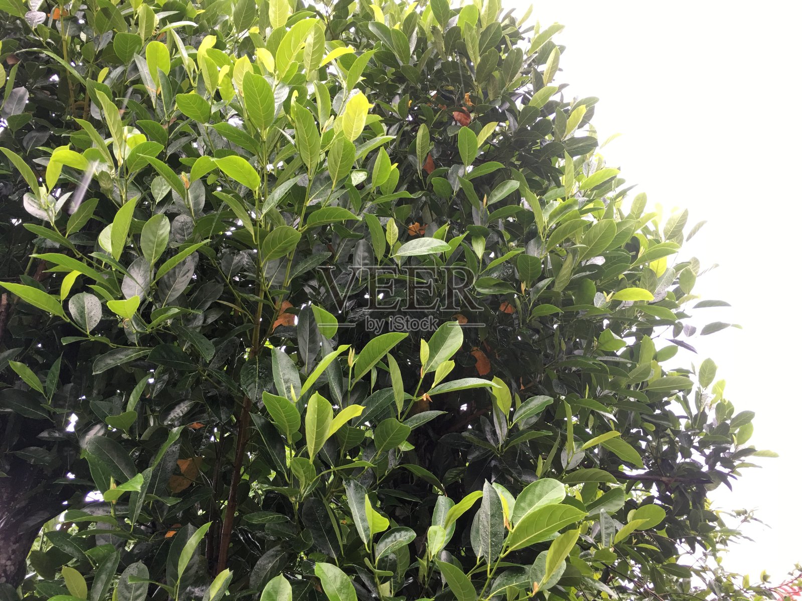 在菠萝蜜树上，在雨季照片摄影图片