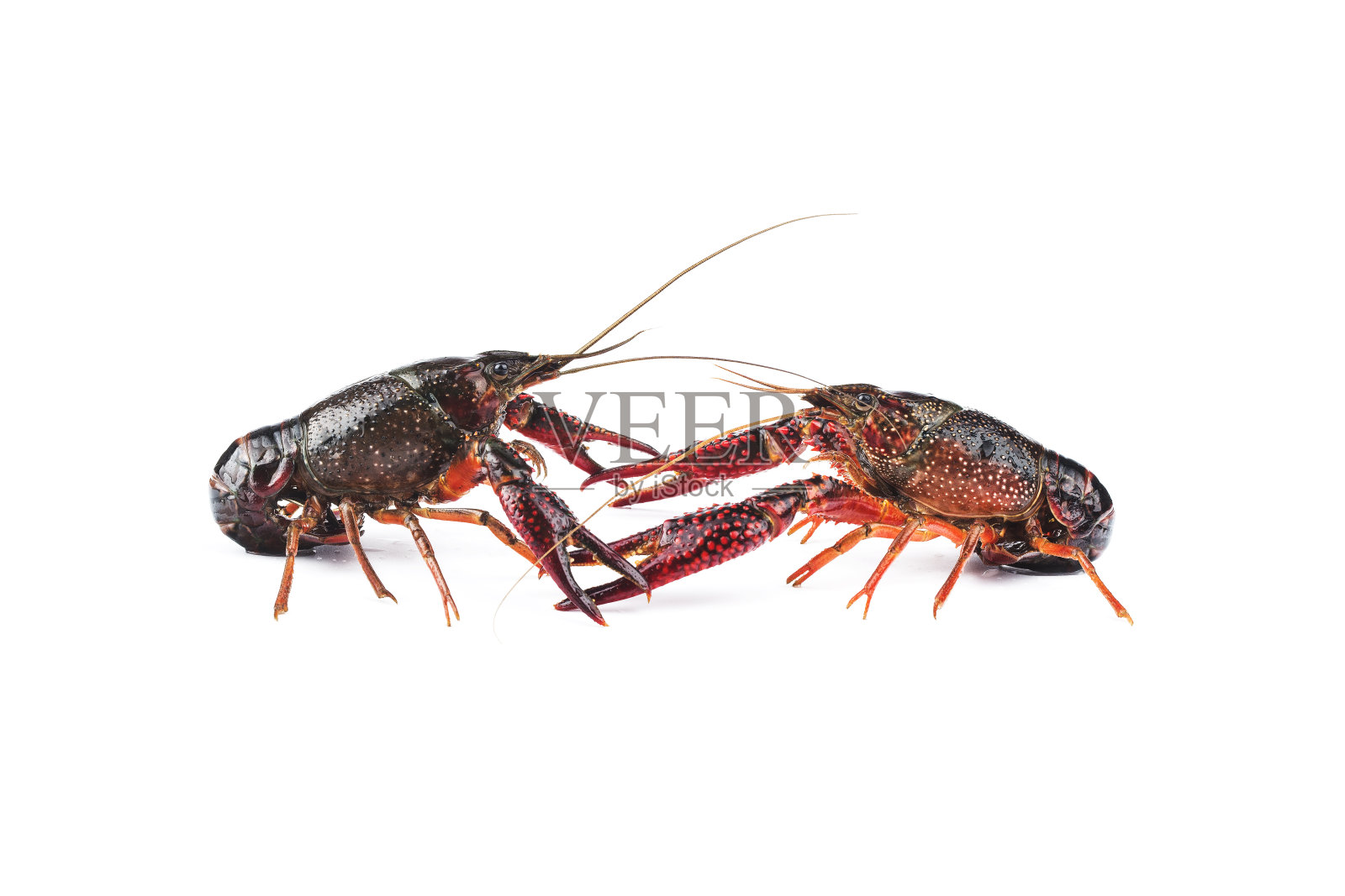 小龙虾，小龙虾孤立在白色背景上照片摄影图片