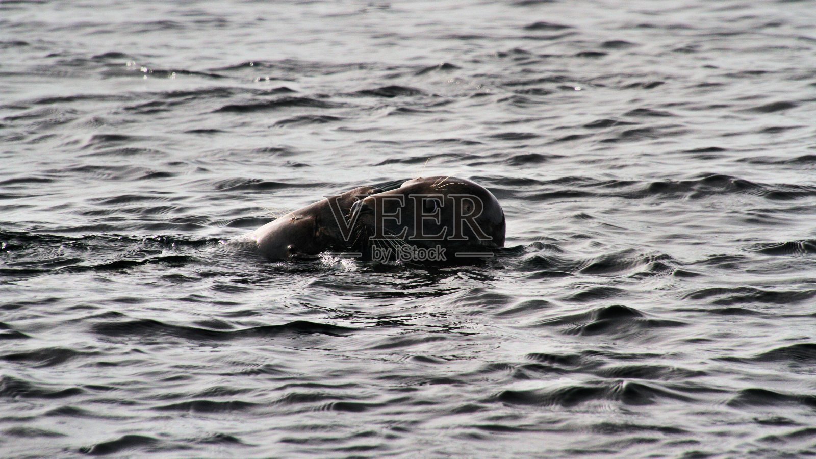在马恩岛海岸的一只海豹照片摄影图片