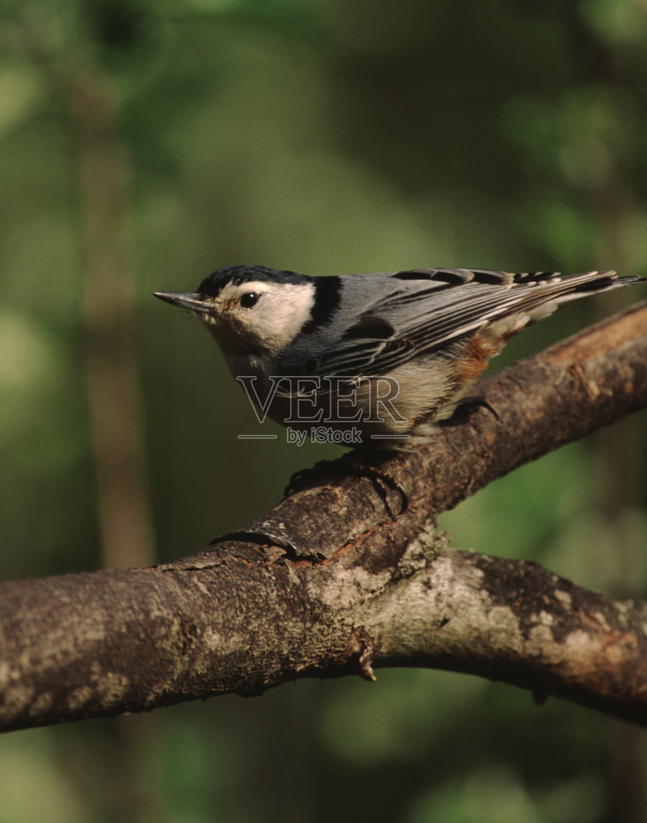 白胸五谷雀(Sitta Carolinensis)照片摄影图片