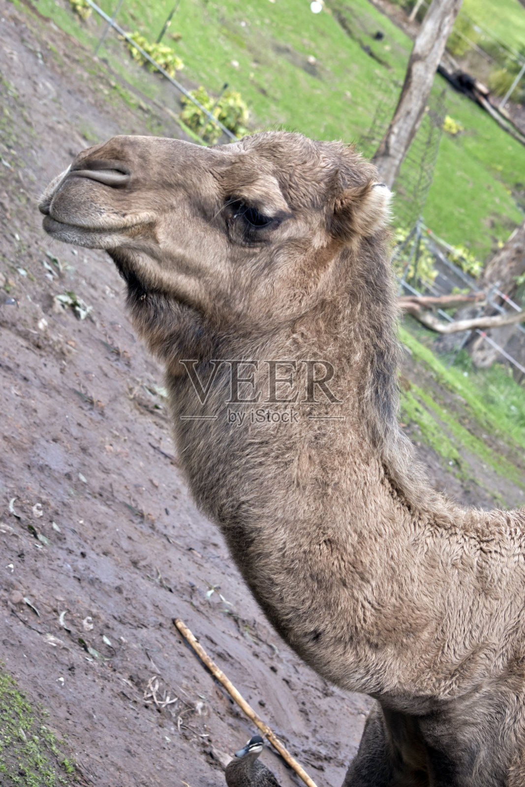 这是一只骆驼的侧视图照片摄影图片