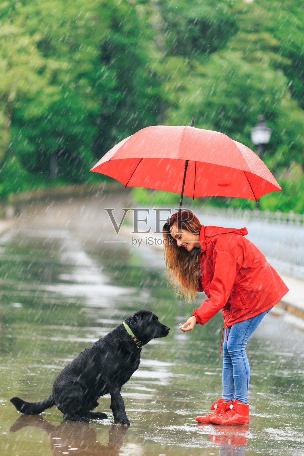 带着红伞的女人在雨天和她的狗玩耍照片摄影图片