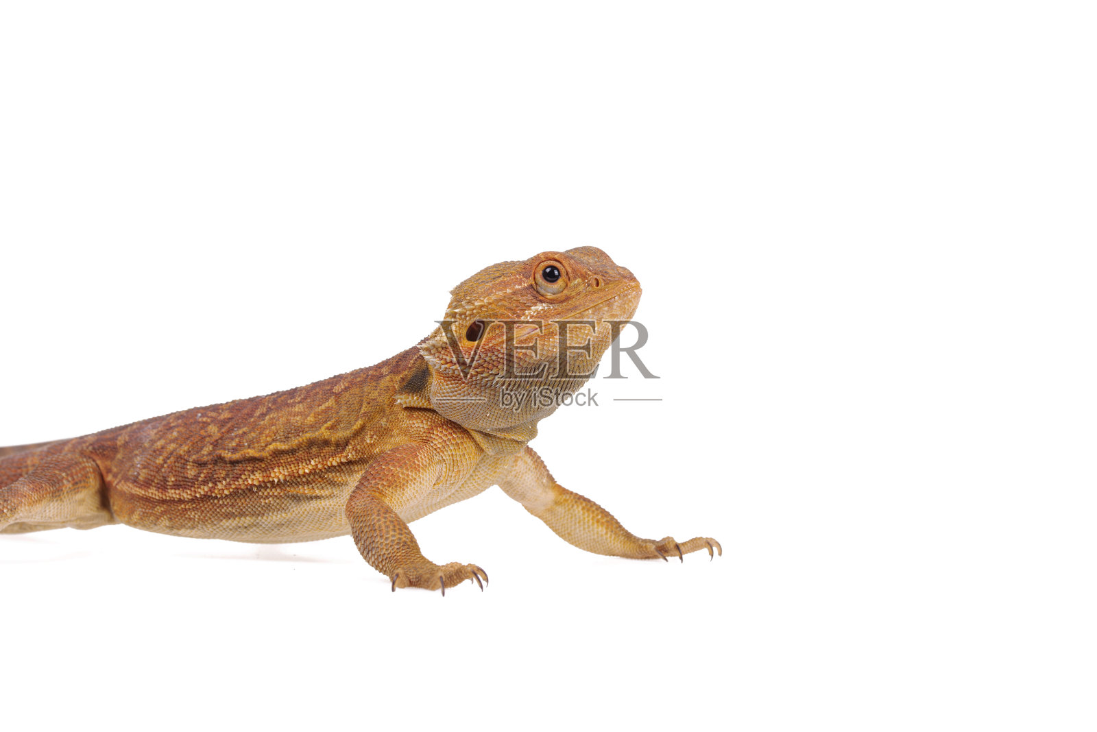 髯龙孤立的白色背景照片摄影图片