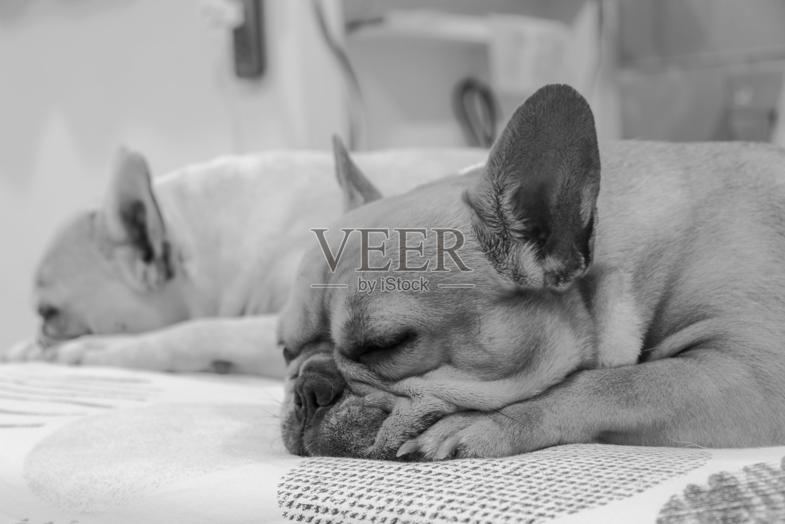 一套幼小的法国斗牛犬玩耍和活动周围的房子，室内和室外照片摄影图片