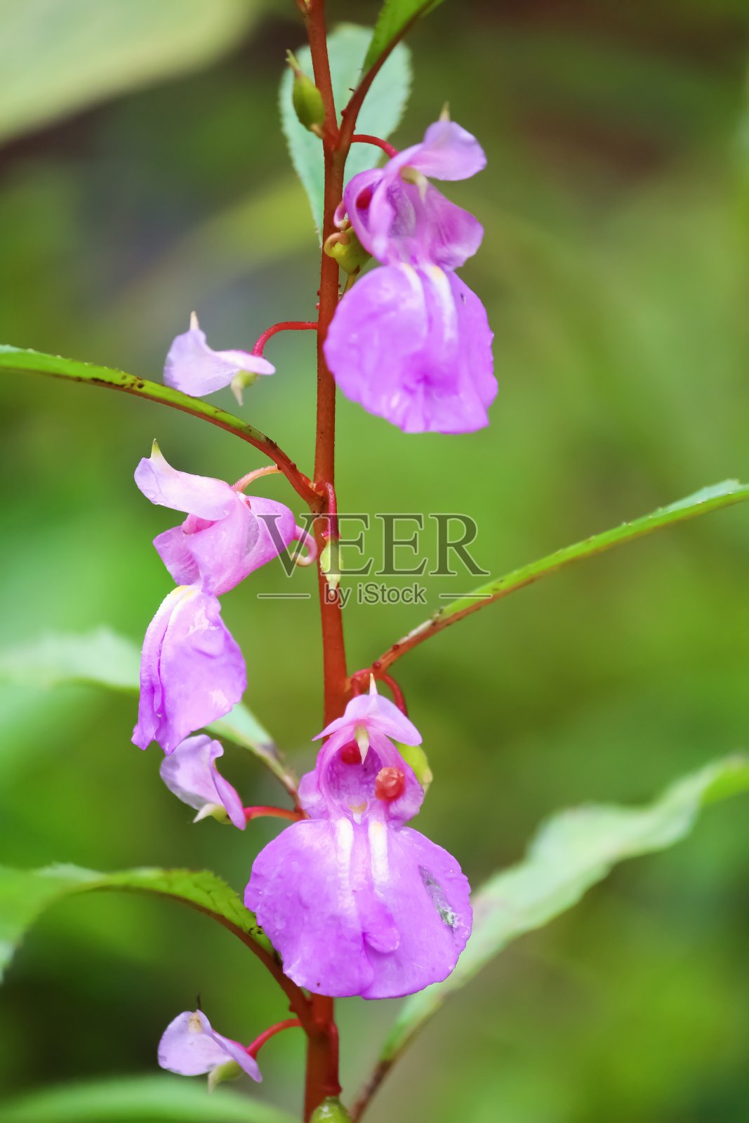 卡纳曼荼罗或凤仙花植物照片摄影图片