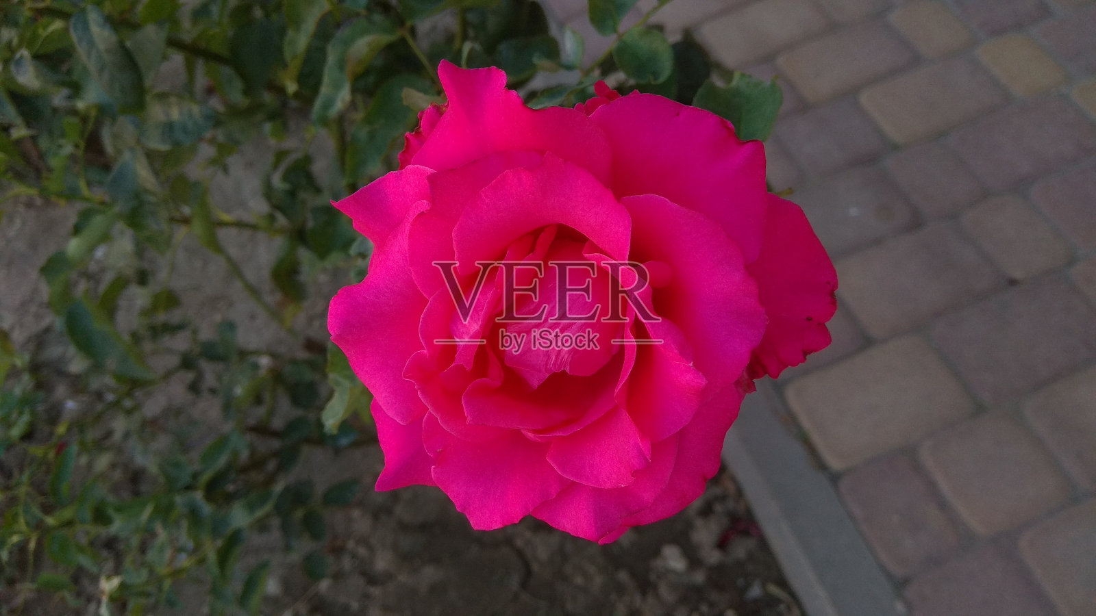 艳丽的，火红的玫瑰头靠在地上。照片摄影图片