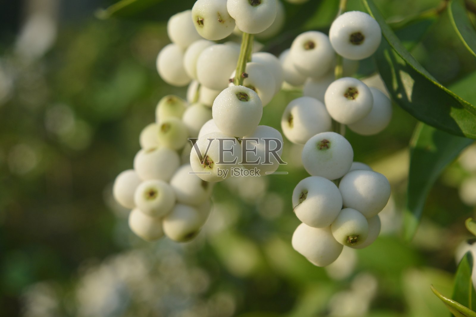 泰国东北部的一种白色野果。照片摄影图片