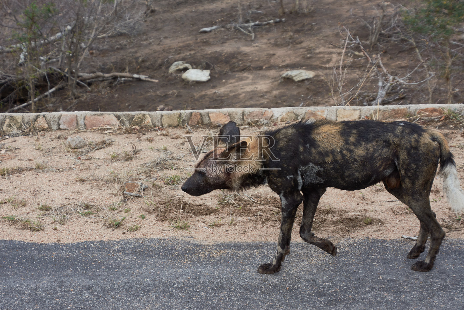 南非克鲁格国家公园里的一只音节或野狗照片摄影图片