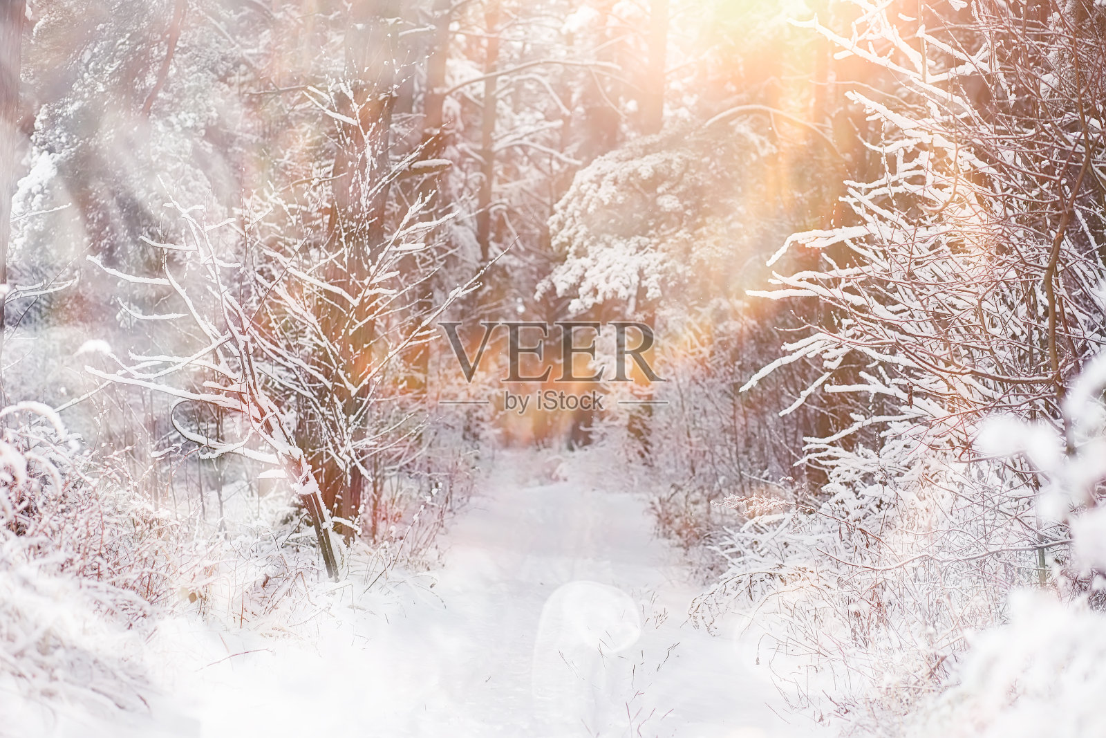 冬天的风景。森林下的雪。公园里的冬天。照片摄影图片