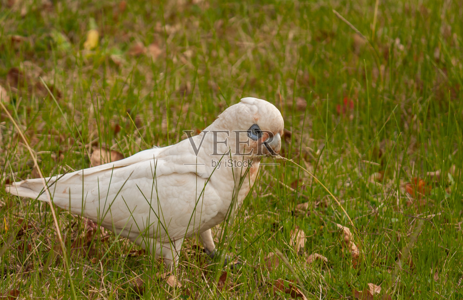 在墨尔本草坪上发现的一只白色硫冠凤头鹦鹉照片摄影图片