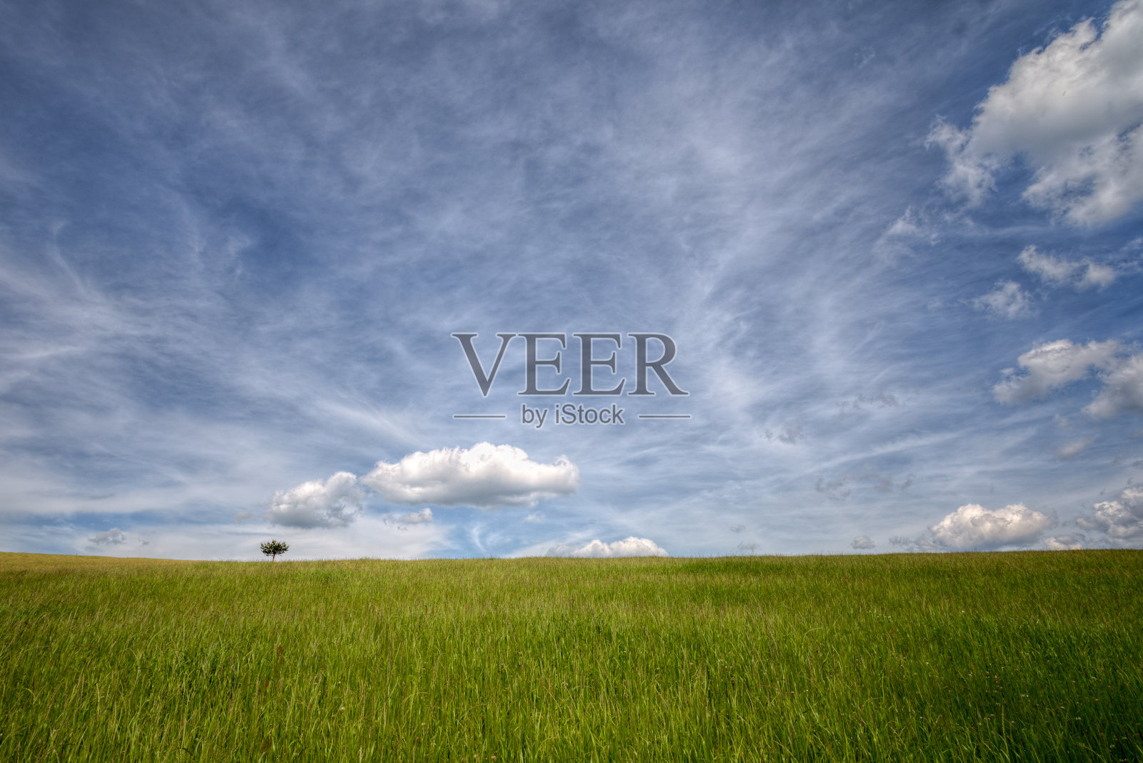 绿色草地上的一棵孤立的树照片摄影图片