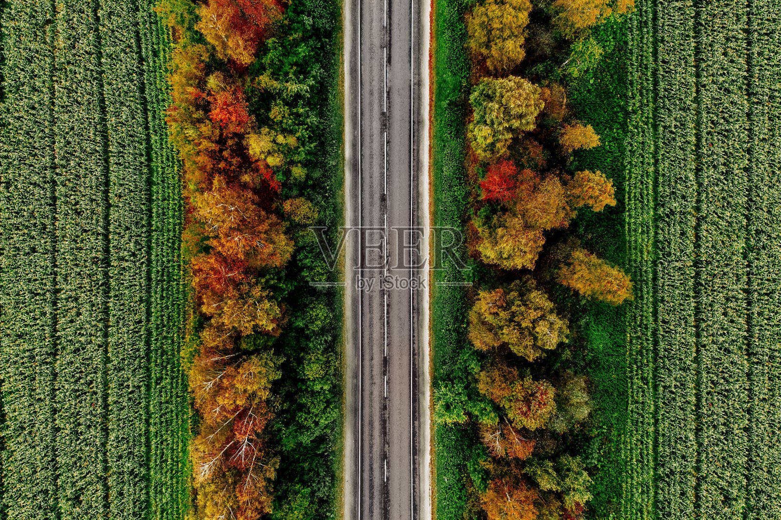鸟瞰图的道路在秋天森林与红色，黄色和橙色的叶子。照片摄影图片